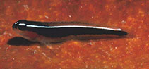 To FishBase images (<i>Elacatinus lori</i>, Belize, by Randall, J.E.)