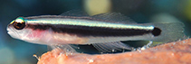 To FishBase images (<i>Elacatinus louisae</i>, Cayman Is., by Krasovec, F.)