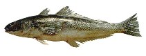 To FishBase images (<i>Eleginops maclovinus</i>, by INIDEP)