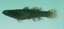 To FishBase images (<i>Eleotris mauritianus</i>, Seychelles, by Randall, J.E.)
