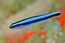 Image of Elacatinus oceanops (Neon goby)