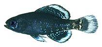 Image of Elassoma okefenokee (Okefenokee pygmy sunfish)
