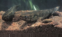 To FishBase images (<i>Eleotris oxycephala</i>, by CAFS)