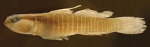 To FishBase images (<i>Elacatinus panamensis</i>, Panama, by Victor, B.)