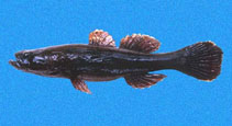 To FishBase images (<i>Eleotris picta</i>, Panama, by Robertson, R.)