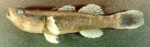 To FishBase images (<i>Eleotris pisonis</i>, Brazil, by Vianna, M.)