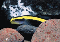 To FishBase images (<i>Elacatinus pridisi</i>, Brazil, by Gasparini, J.L.)