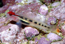 To FishBase images (<i>Elacatinus puncticulatus</i>, Panama, by Allen, G.R.)