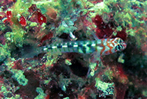 To FishBase images (<i>Elacatinus redimiculus</i>, Mexico, by Horacio Pérez España)