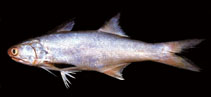 To FishBase images (<i>Eleutheronema rhadinum</i>, Chinese Taipei, by The Fish Database of Taiwan)