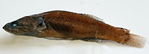 Image of Eleotris sahanaensis 