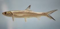 To FishBase images (<i>Elops saurus</i>, by NOAA\NMFS\Mississippi Laboratory)