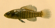 Image of Elassoma zonatum (Banded pygmy sunfish)