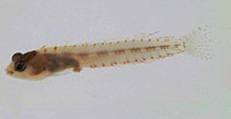 To FishBase images (<i>Emblemariopsis bahamensis</i>, Bahamas, by Baldwin, C.C.)