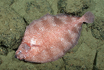 Image of Microstomus bathybius (Deep-sea sole)