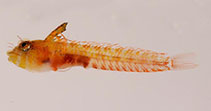 To FishBase images (<i>Emblemaria caldwelli</i>, by Baldwin, C.C.)