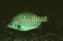 To FishBase images (<i>Embiotoca jacksoni</i>, by Gotshall, D.W.)