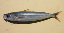To FishBase images (<i>Emmelichthys nitidus nitidus</i>, Australia, by Smith, B.)