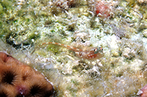 To FishBase images (<i>Emblemariopsis randalli</i>, Neth Antilles, by Wirtz, P.)