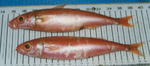 To FishBase images (<i>Emmelichthys ruber</i>, by Bañón Díaz, R.)