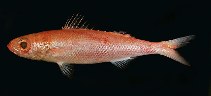 To FishBase images (<i>Emmelichthys struhsakeri</i>, Hawaii, by Randall, J.E.)