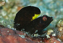 To FishBase images (<i>Emblemaria vitta</i>, by Charteris, M.)