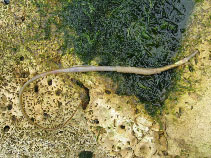 To FishBase images (<i>Entelurus aequoreus</i>, UK, by Henry, M.)