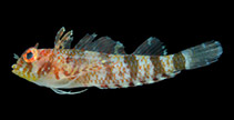 To FishBase images (<i>Enneanectes altivelis</i>, Brazil, by Macieira, R.M.)