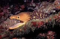 To FishBase images (<i>Enchelycore anatina</i>, Azores Is., by Wirtz, P.)