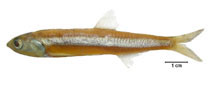 Image of Engraulis anchoita (Argentine anchovy)