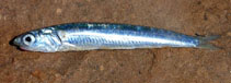To FishBase images (<i>Engraulis australis</i>, Australia, by Smith, B.)