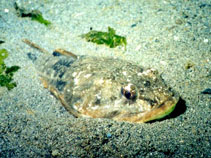 To FishBase images (<i>Leptocottus armatus</i>, USA, by Nichols, J.)