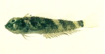 To FishBase images (<i>Enneapterygius cheni</i>, Chinese Taipei, by Shao, K.T.)