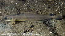 To FishBase images (<i>Rhinonemus cimbrius</i>, by Svensen, R.)
