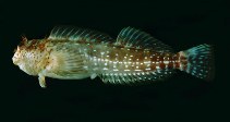 To FishBase images (<i>Entomacrodus corneliae</i>, Marquesas Is., by Randall, J.E.)