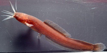Image of Encheloclarias curtisoma 