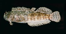 To FishBase images (<i>Entomacrodus decussatus</i>, Papua New Guinea, by Randall, J.E.)