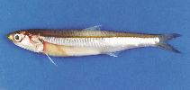 To FishBase images (<i>Encrasicholina devisi</i>, Oman, by Hermosa, Jr., G.V.)
