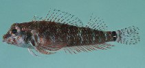 To FishBase images (<i>Enneapterygius elegans</i>, Seychelles, by Randall, J.E.)