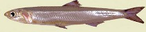 To FishBase images (<i>Engraulis encrasicolus</i>, France, by Dammous, S.)