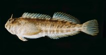 To FishBase images (<i>Entomacrodus epalzeocheilos</i>, India, by Randall, J.E.)
