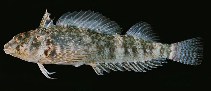 To FishBase images (<i>Enneapterygius etheostomus</i>, Ryukyu Is., by Randall, J.E.)