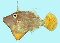 To FishBase images (<i>Enigmacanthus filamentosus</i>, Palau, by Winterbottom, R.)