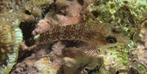 To FishBase images (<i>Enneapterygius flavoccipitis</i>, Philippines, by Hazes, B.)