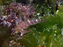 To FishBase images (<i>Enneapterygius hemimelas</i>, Indonesia, by Chalias, V.)