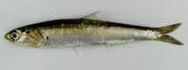 To FishBase images (<i>Encrasicholina heteroloba</i>, Oman, by Hermosa, Jr., G.V.)