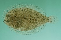 To FishBase images (<i>Engyprosopon hureaui</i>, Israel, by Randall, J.E.)