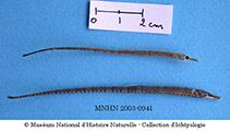 To FishBase images (<i>Enneacampus kaupi</i>, Gabon, by MNHN)