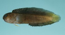 To FishBase images (<i>Enchelyurus kraussi</i>, Saudi Arabia, by Randall, J.E.)