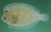 To FishBase images (<i>Engyprosopon latifrons</i>, Seychelles, by Randall, J.E.)